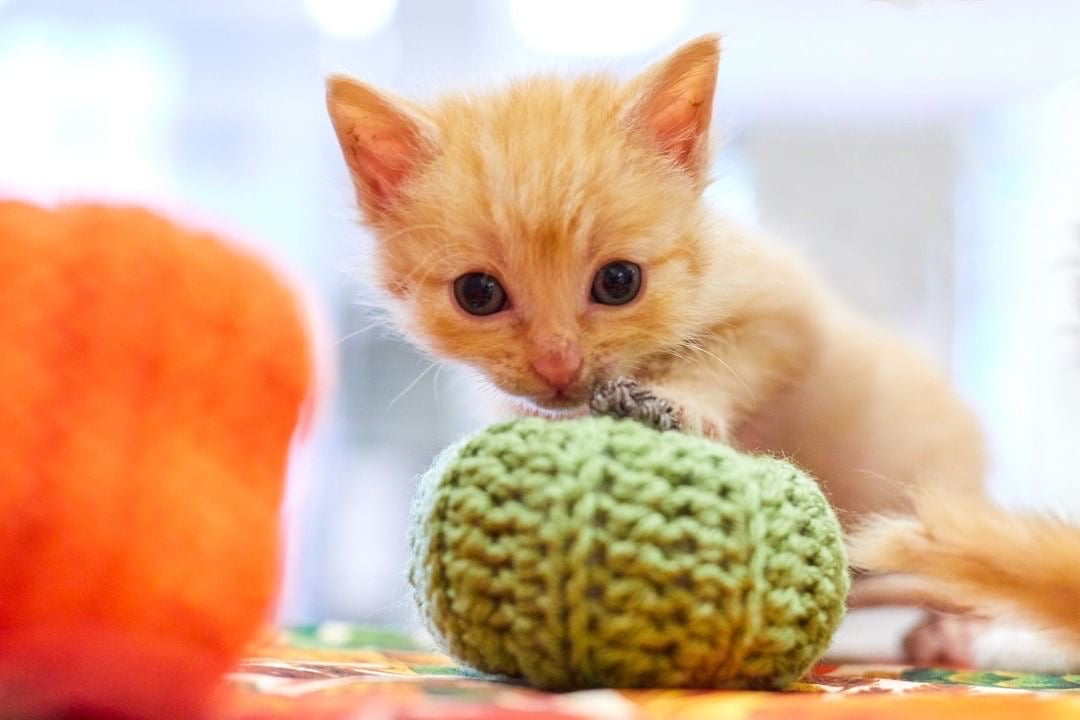 Green Pumpkin Cat Toy