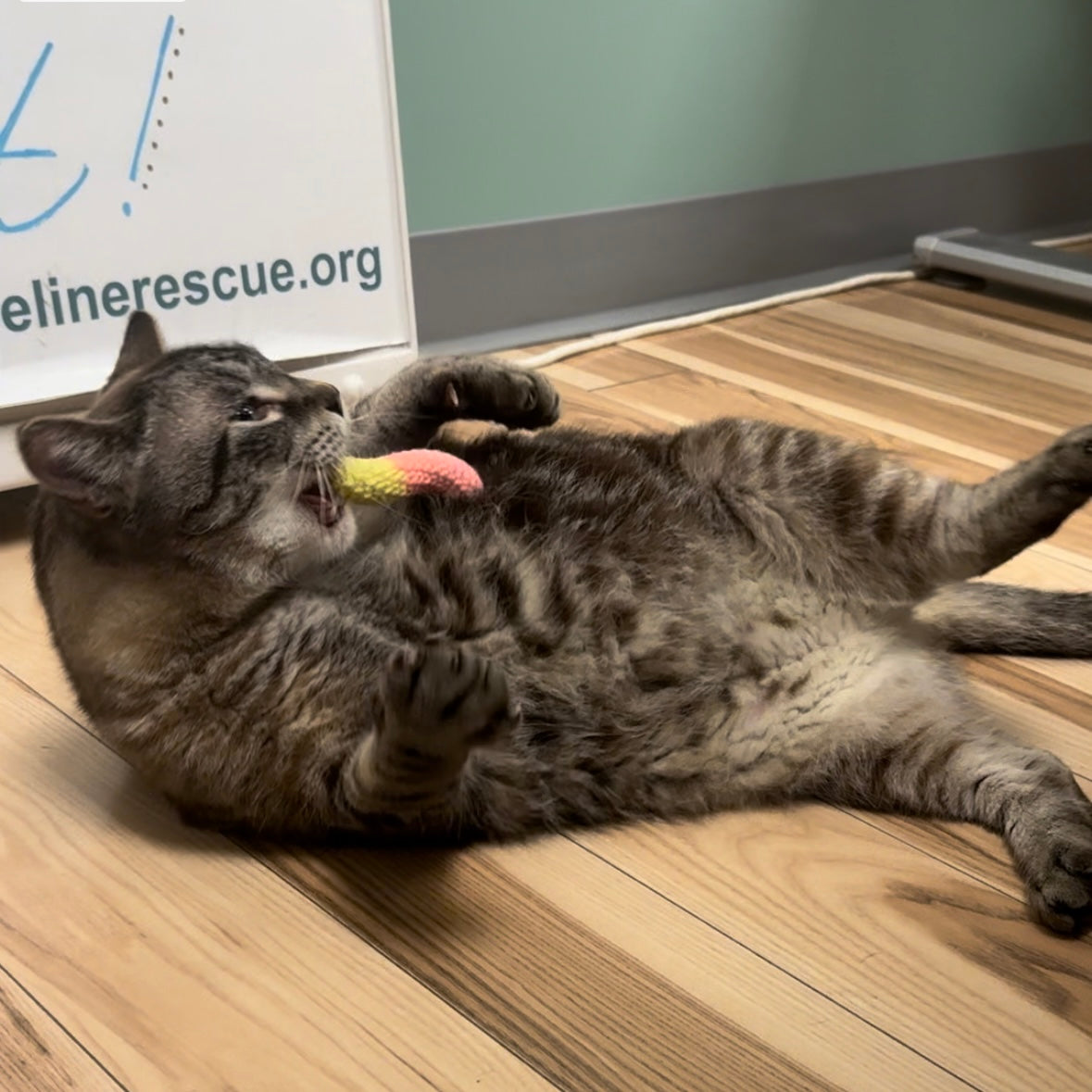 Gummy Worm Toy For Cats