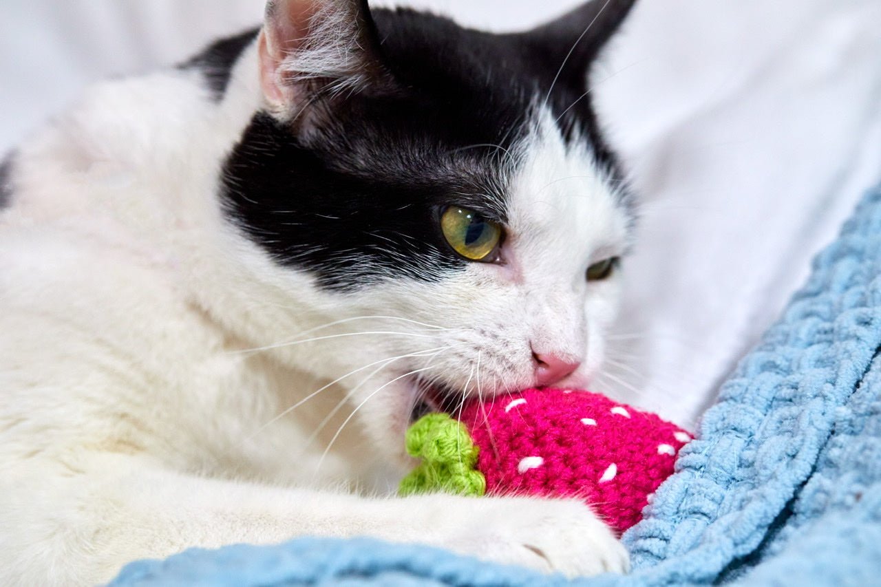 Strawberry Cat Toy - Brighter Sides