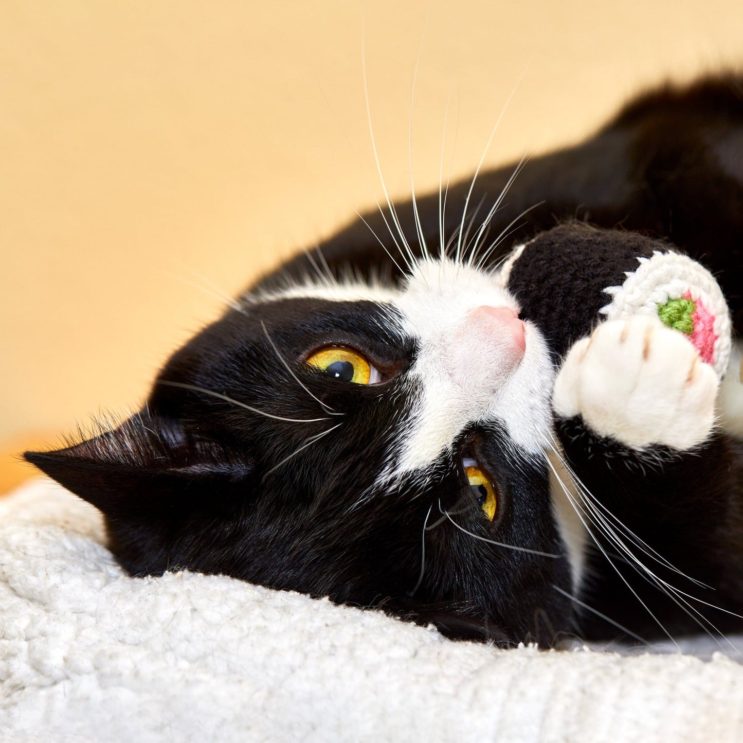 Sushi Roll Cat Toy - Brighter Sides