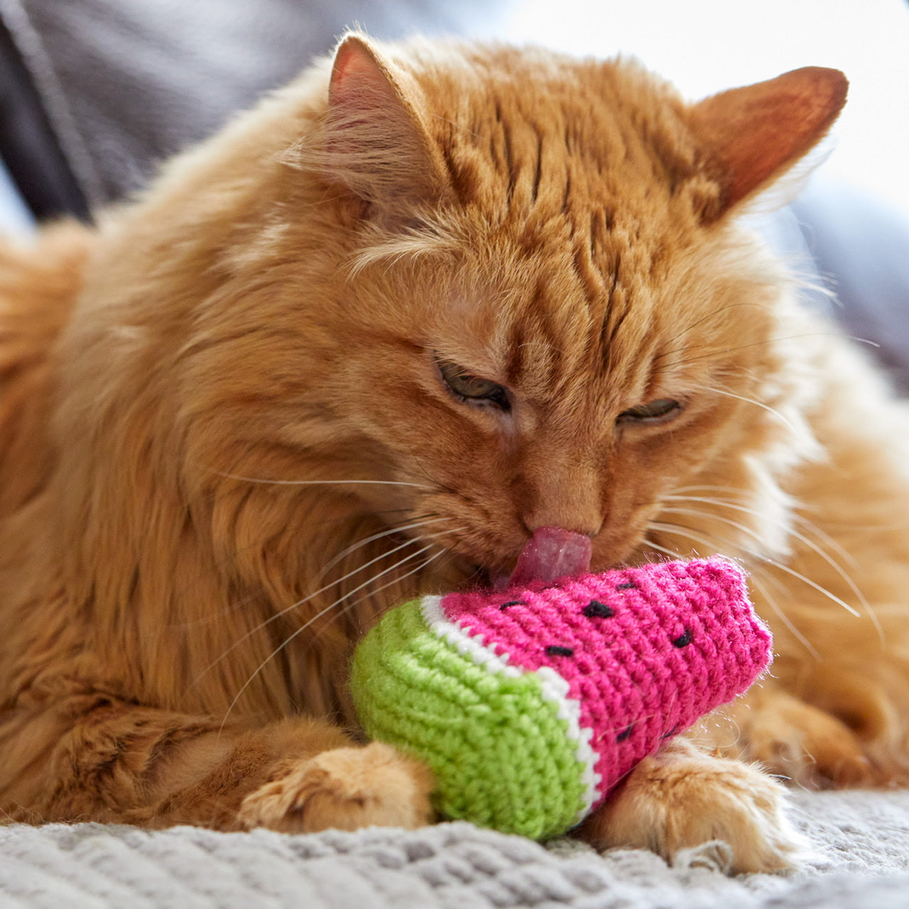 Watermelon Cat Toy
