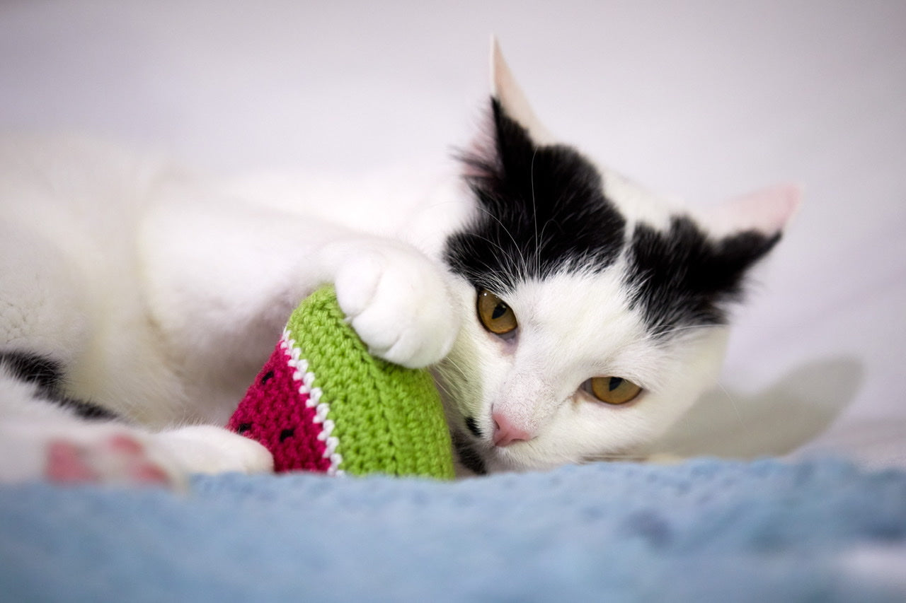 Watermelon Cat Toy