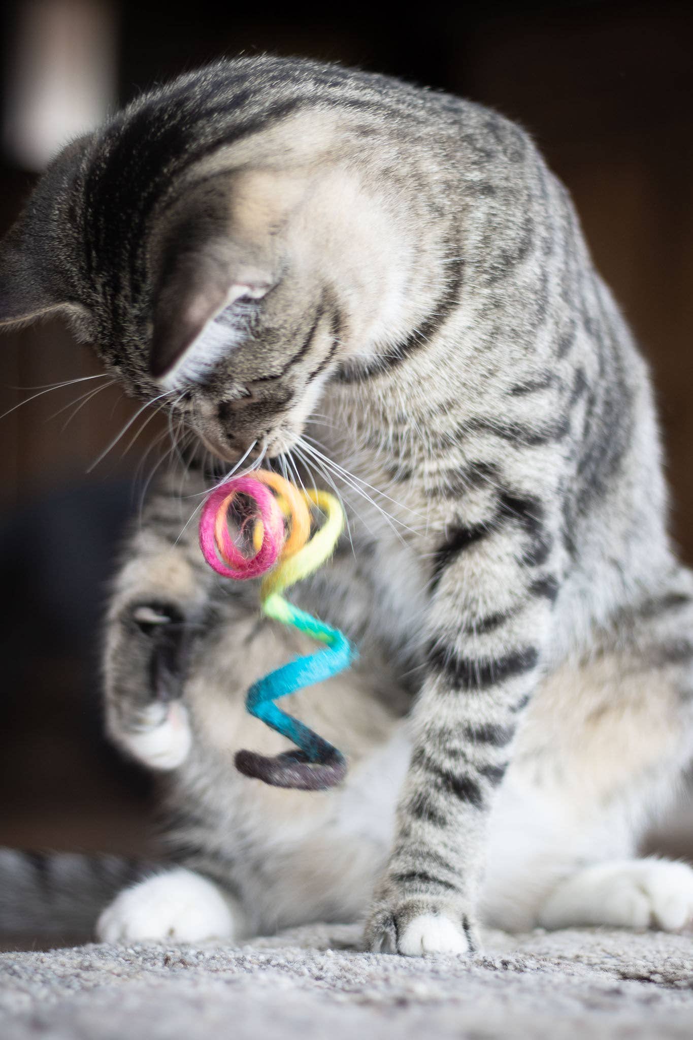 Rainbow Spring Eco Toy