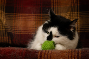 Lime Cat Toy