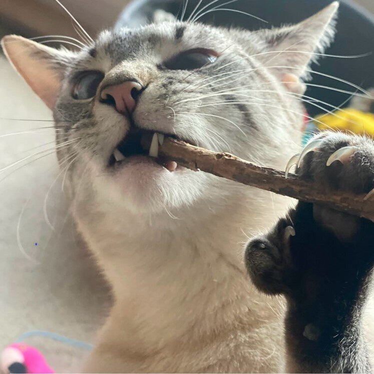 Silver Vine Chew Stick