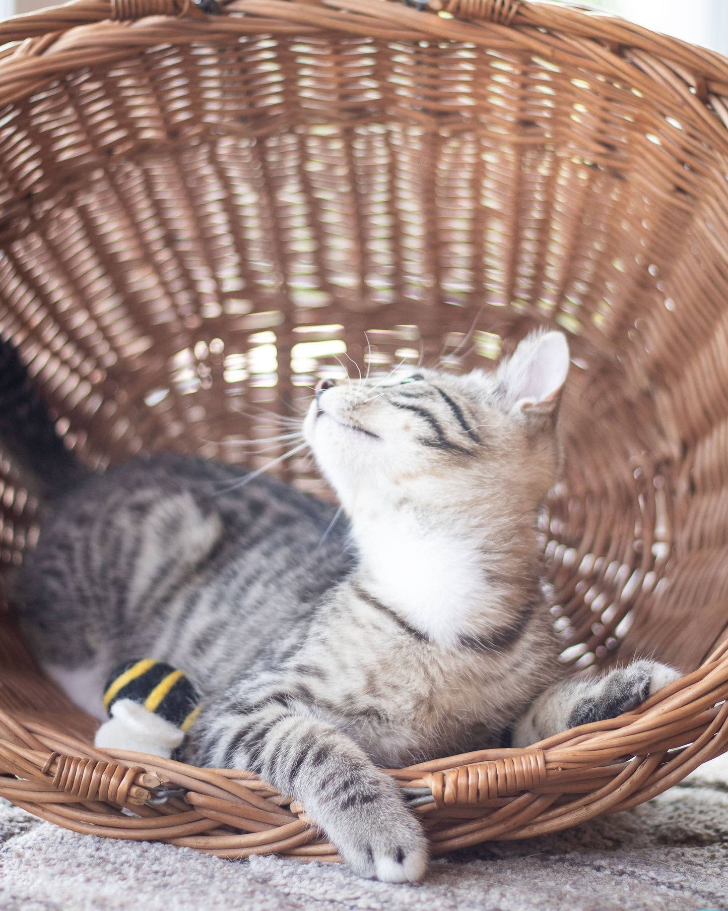 Berta the Honeybee Eco Wool Pet Toys