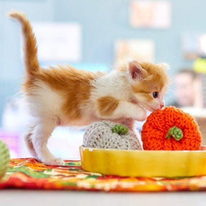 A kitten named Egg explores pumpkin toys. Photo by Svetlana Popova