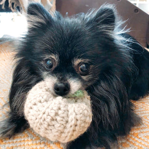A Pomeranian dog named Bruno enjoys his pumpkin toy.