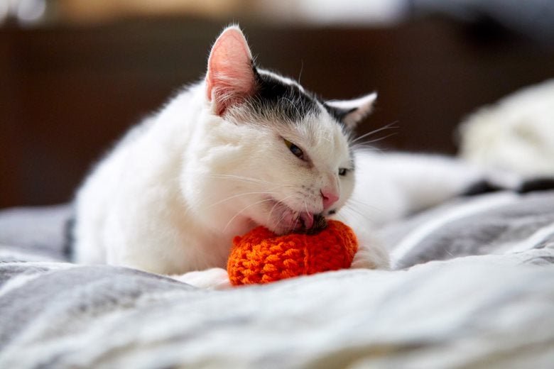 Orange Pumpkin Cat Toy