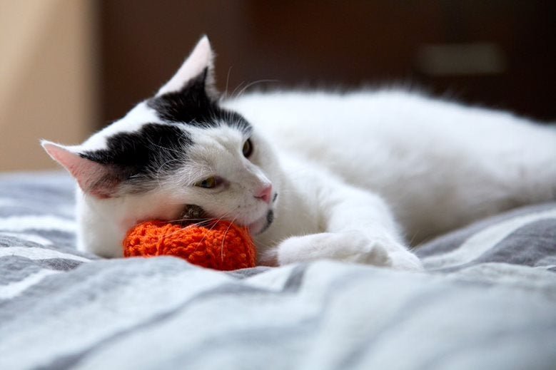 Orange Pumpkin Cat Toy
