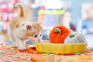 Orange Pumpkin Cat Toy