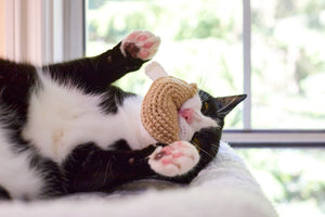 Fortune Cookie Cat Toy