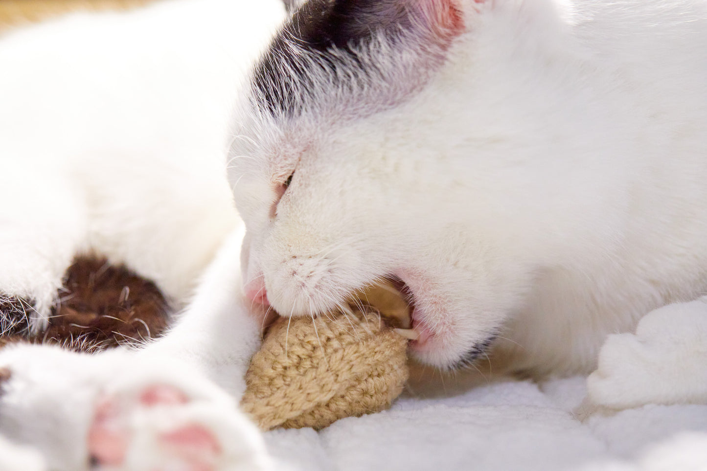 Fortune Cookie Cat Toy